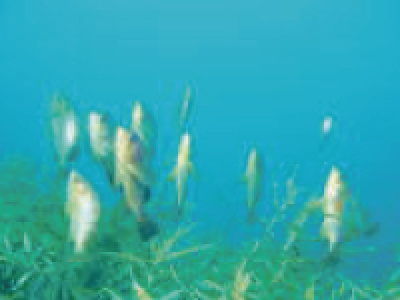 粟島浦村 水中の様子
